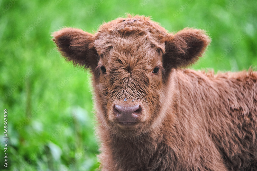 Highland Cattle Kälbchen