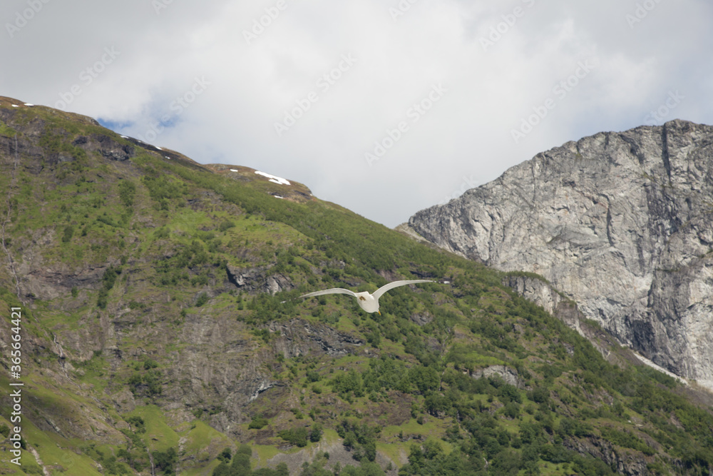 Seagull cruising along with boat ride in jord of norway #3 Seagull cruising along with boat ride in jord of norway #3