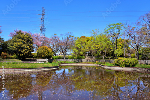 浅い池にいる猫と桜の写り込み