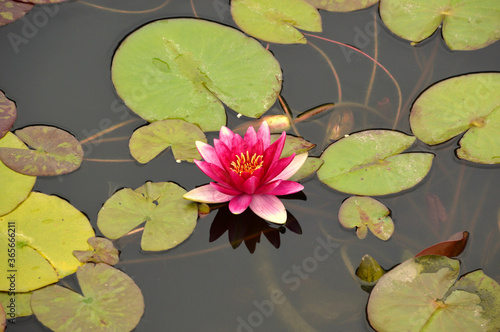 Bright pink water lily with leaves in pond. Russian Far East.