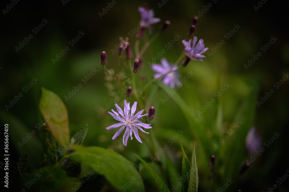 Obraz premium Purple Flower In Full Bloom. Forest flower. Floral background, wallpaper