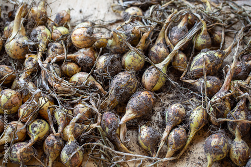 Heap of freshly harvested onion bulbs. Crop of onion, gardening concept.