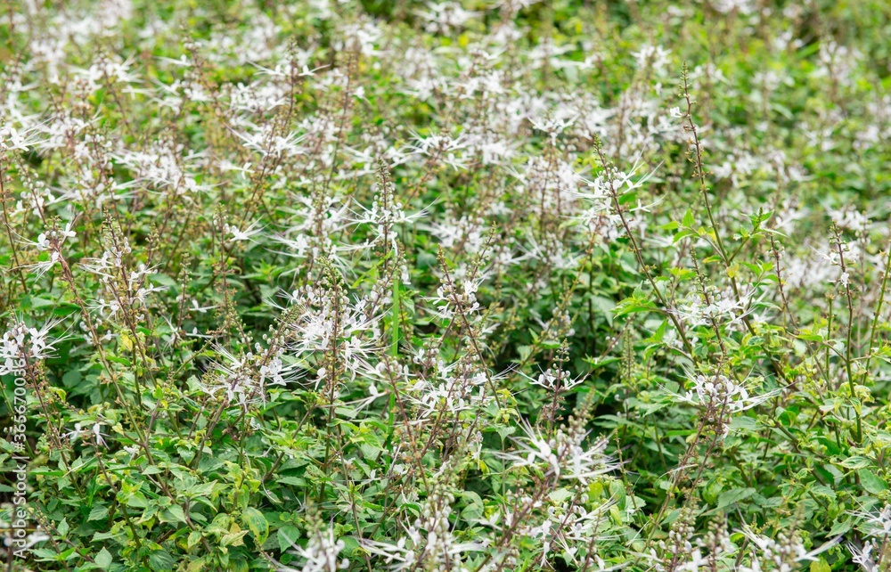 Background image of flowers and green leaves Background image of flowers and green leaves
