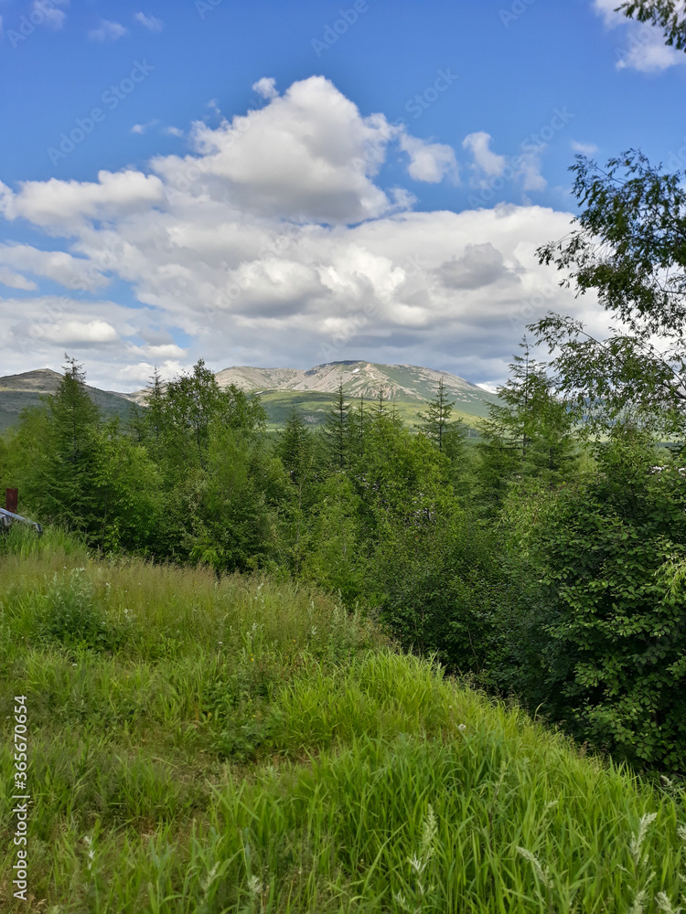 forest in the mountains