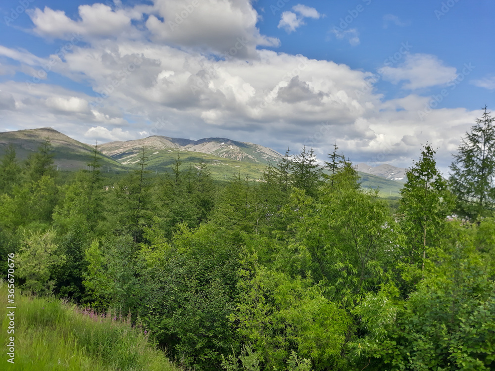 mountain landscape with trees