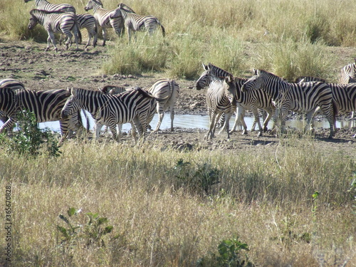 zebras at  a waterhole