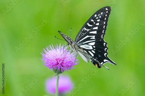 Japanese Swallowtail butterfly © kojihirano