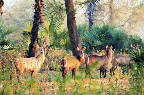 Ellipsen-Wasserböcke im Gorongosa Nationalpark in Mosambik photo