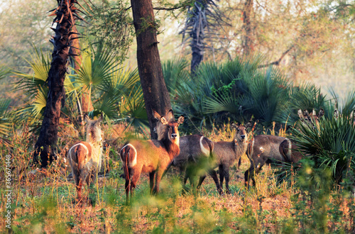 Ellipsen-Wasserböcke im Gorongosa Nationalpark in Mosambik