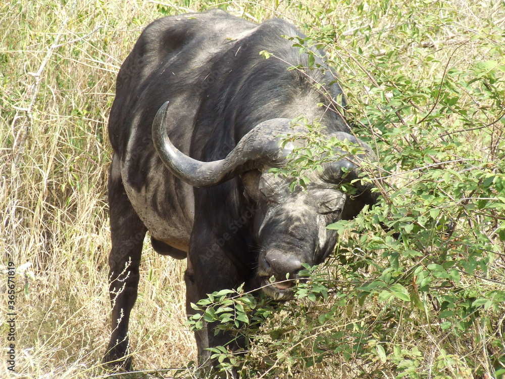 Obraz premium buffalo