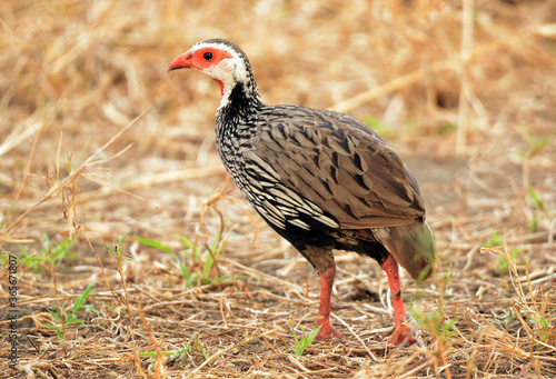 Rotkehlfrankolin im Gorongosa Nationalpark in Mosambik