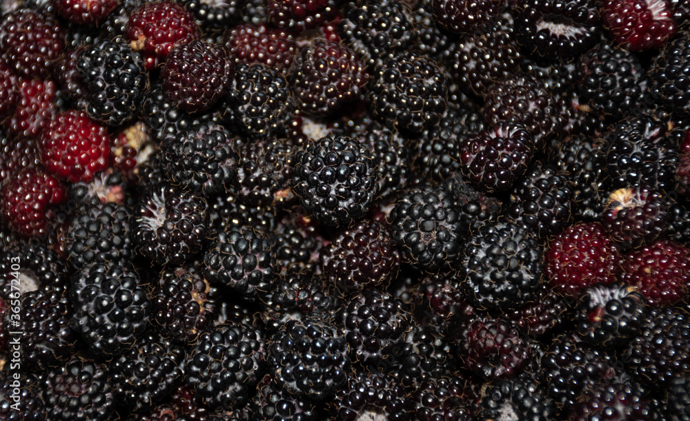 Solid pattern of wild berries: black raspberry, selective focus Solid pattern of wild berries: black raspberry, selective focus