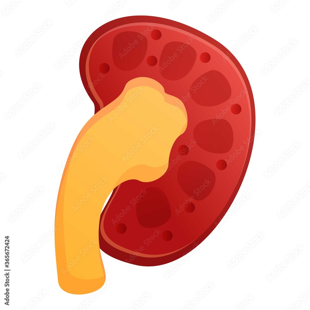 Section kidney icon. Cartoon of section kidney vector icon for web design isolated on white background Section kidney icon. Cartoon of section kidney vector icon for web design isolated on white background