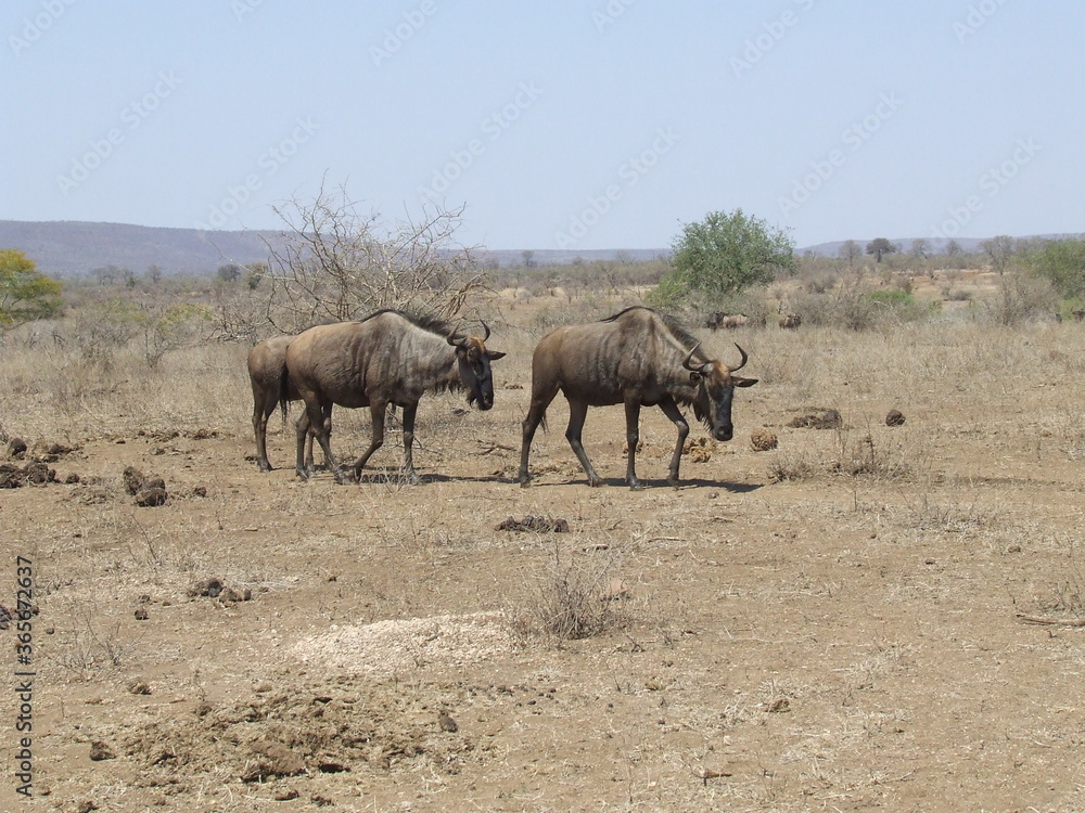 wildebeest wildebeest