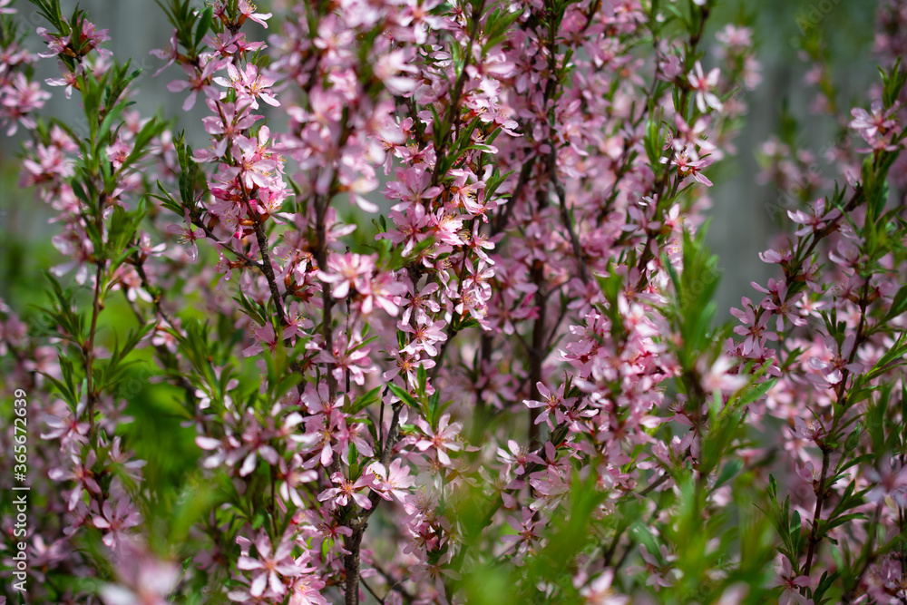 Beautiful tree branches with pink flowers: almond steppe or Sakura, beautiful spring background color with space for text Beautiful tree branches with pink flowers: almond steppe or Sakura, beautiful spring background color with space for text