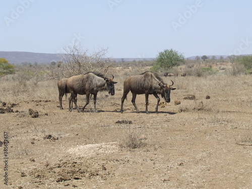 wildebeest