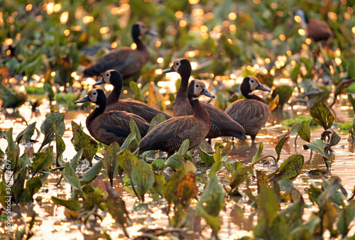 Witwenpfeifgans  im Gorongosa Nationalpark in Mosambik