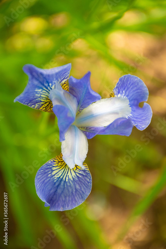 A single blue iris on a green background in the garden on a bright summer day. Top view, vertical