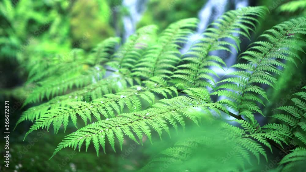 Fern forest tropical jungle close-up green lush waterfall background Fern forest tropical jungle close-up green lush waterfall background