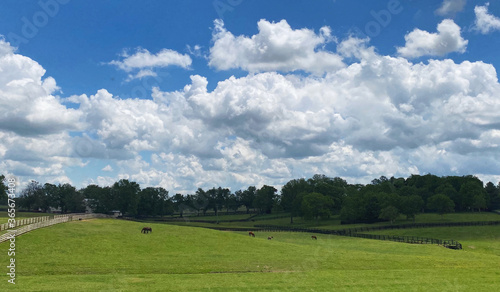 green field and blue sky with horses in Kentucky