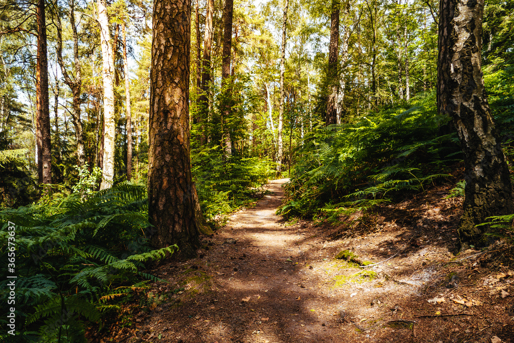 Waldweg in Deutschland