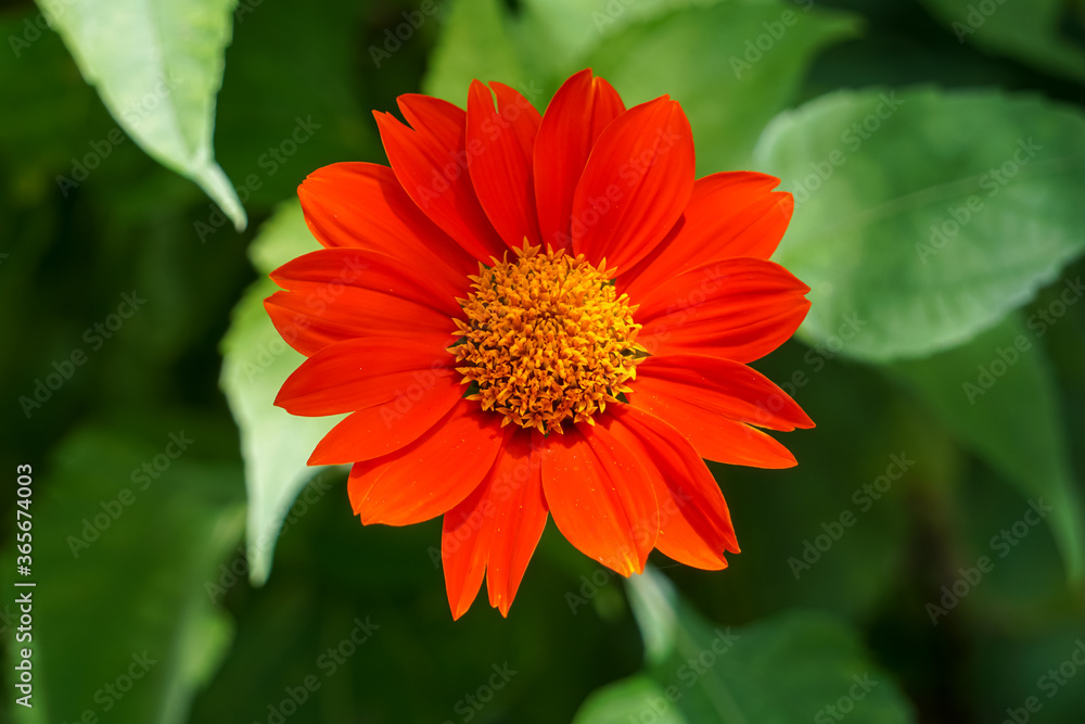Red flowers blooming in the morning. Red flowers blooming in the morning.