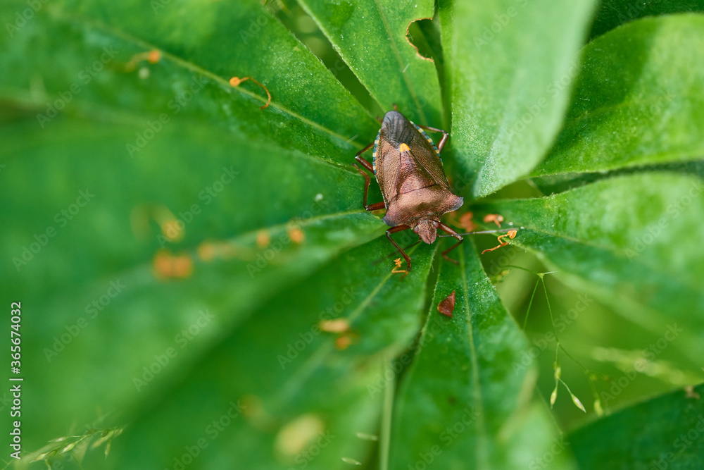 Fototapeta premium Rotbeinige Baumwanze (Pentatoma rufipes)