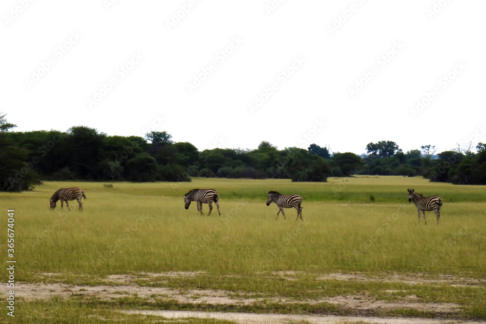 Equus quagga burchellii Equus quagga burchellii