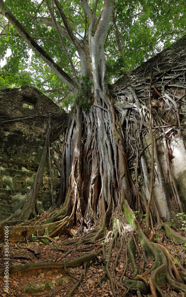 Overgrown ruined church, kept together by roots and lianas , on the island of Itaparica, Bahia, Brazil Overgrown ruined church, kept together by roots and lianas , on the island of Itaparica, Bahia, Brazil