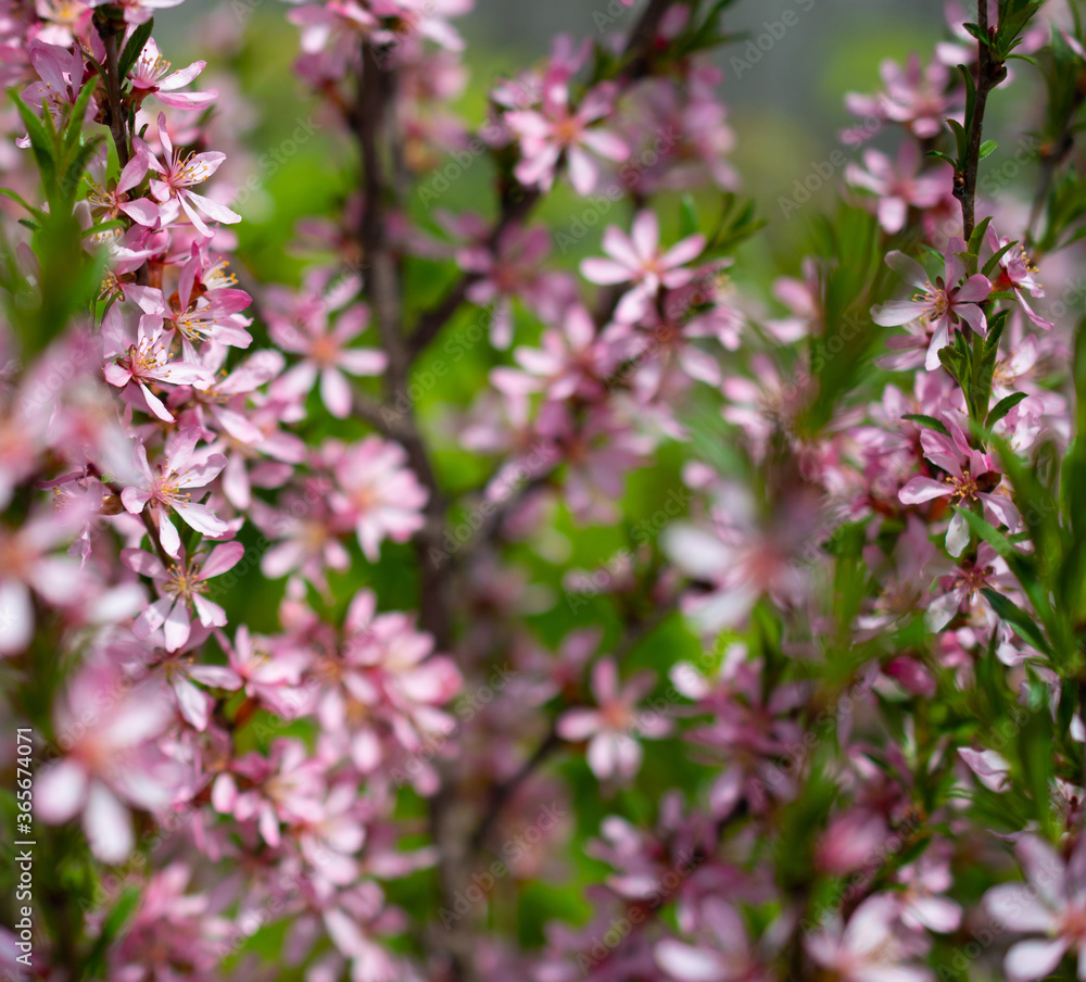Beautiful tree branches with pink flowers: almond steppe or Sakura, beautiful spring background color with space for text. Square Beautiful tree branches with pink flowers: almond steppe or Sakura, beautiful spring background color with space for text. Square