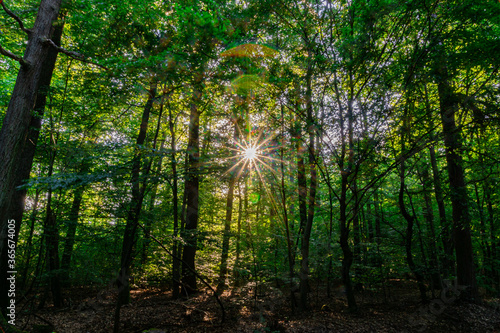 Sonnenstern im Wald