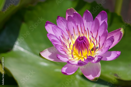 The lotus flower is blooming in the morning.