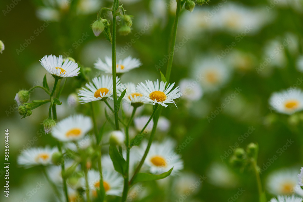 Einjähriger Feinstrahl (Erigeron annuus), auch Weißes Berufkraut Einjähriger Feinstrahl (Erigeron annuus), auch Weißes Berufkraut