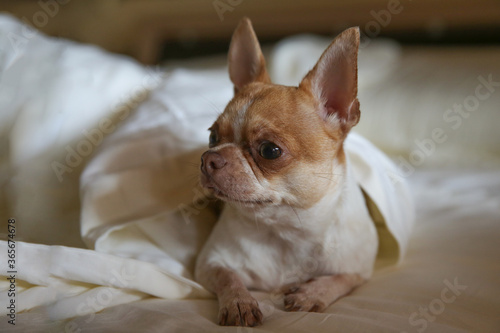 Chihuahua dog in the bedroom on the bed. Chihuahua is covered with a blanket. The dog is one and a half years old.