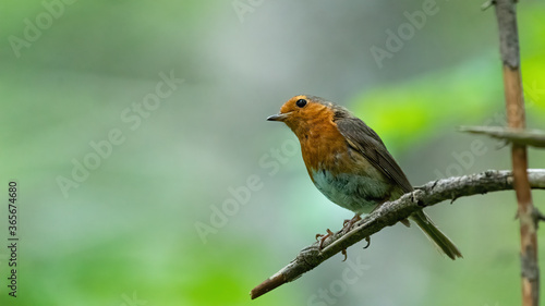 robin, bird, wild lebende tiere, natur, rot, ast, tier, baum, wild, garden, rotkehlchen © Oliver