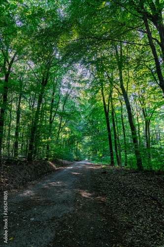 Waldweg im Sommer 