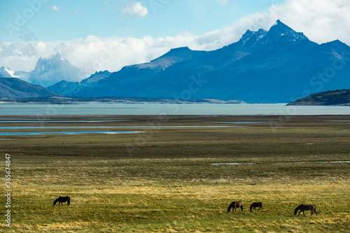 caballos en la pampa cercana al lago Roca, republica Argentina,Patagonia, cono sur, South America photo