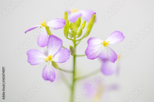Close up colorful radish flower with green leaves in the spring - Image
