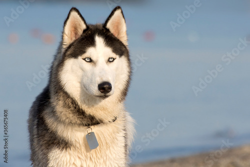 Portrait of a husky dog on a background of blue sea. A breed of active and friendly dogs. © imartsenyuk
