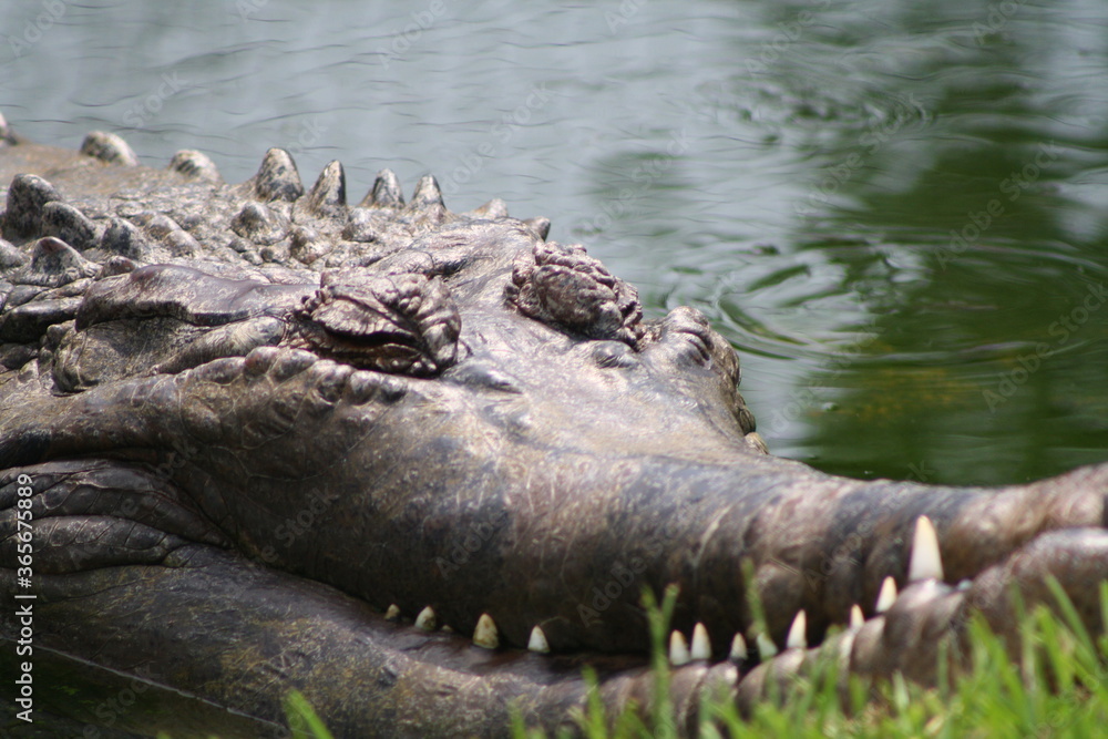 Obraz premium alligator in the water