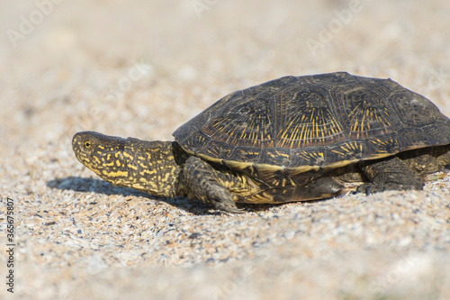 Portrait of a turtle that crawls on the sand. Desert animals.