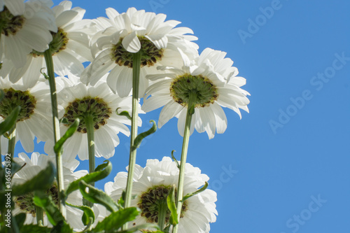 White large daisies on a blue background. View from below. Copy space.