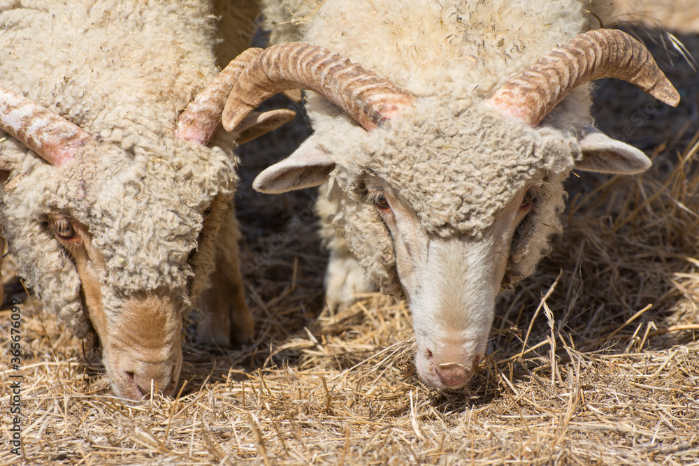 Breeding of horn sheeps. Two horned sheep eat hay on a farm. Breeding of horn sheeps. Two horned sheep eat hay on a farm.