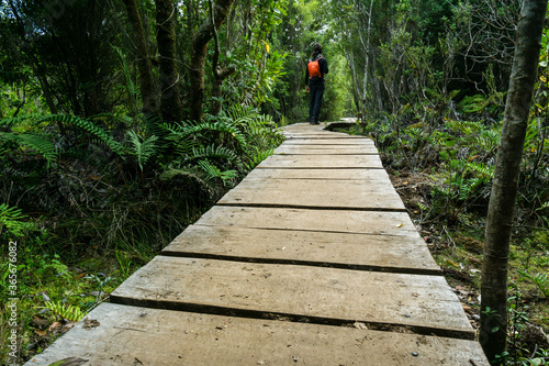 bosque secundario de Canelo ,Parque Nacional Chiloé, Cucao, cordillera de la costa, archipiélago de Chiloé ,provincia de Chiloé ,región de Los Lagos,Patagonia, República de Chile,América del Sur photo