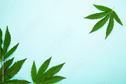 Cannabis leaves  marijuana leaves on blue background with copy space