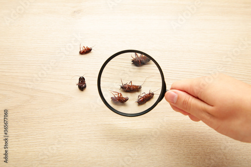 Cuadro en lienzo Dead cockroaches on floor zooming by magnifying glass , pest control service