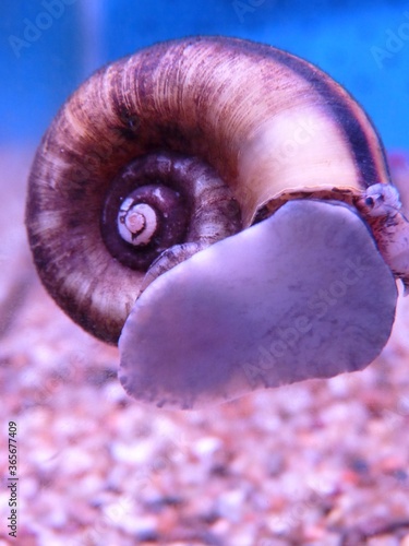 Closeup shot of the Ramshorn snail in the fish tank photo