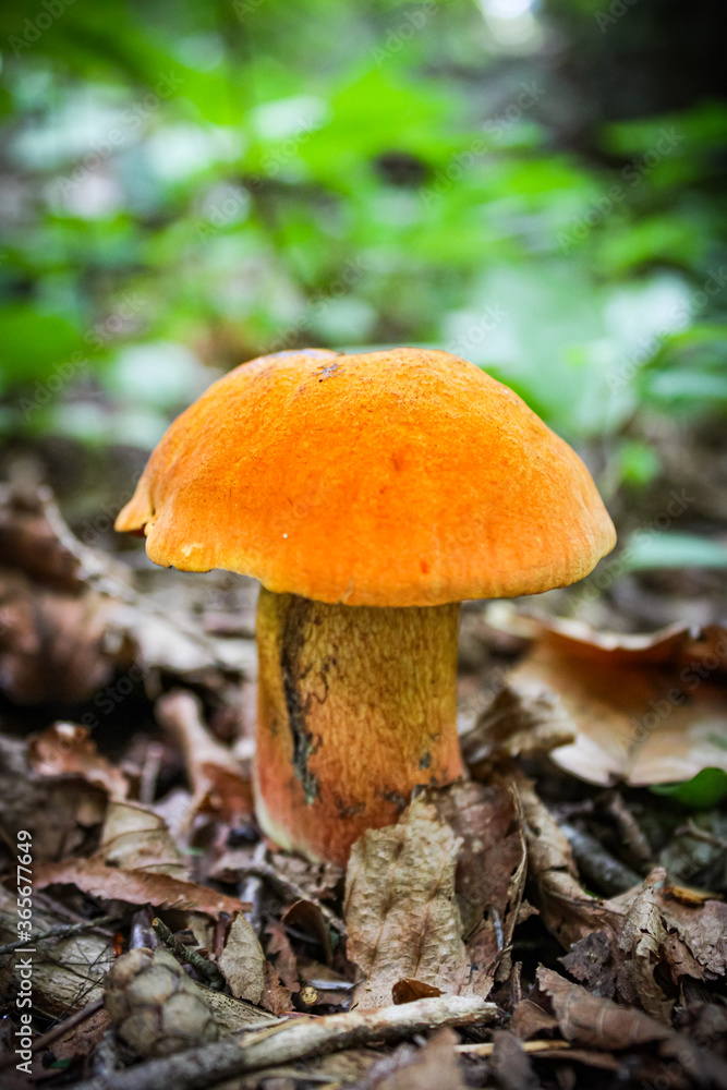Portraying a mushroom in the bush of Springfield MA Portraying a mushroom in the bush of Springfield MA