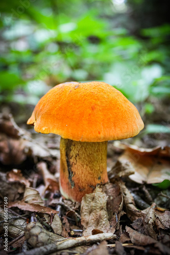 Portraying a mushroom in the bush of Springfield MA