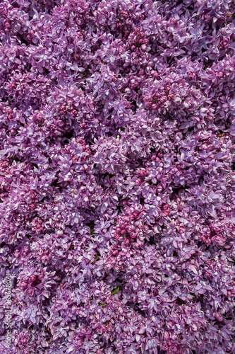 Violet lilac flower background or organic natural texture